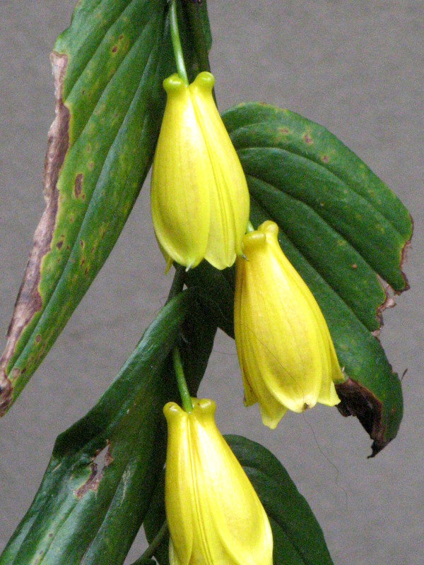 Tricyrtis macrantha