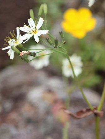 大花齒葉苦蕒菜