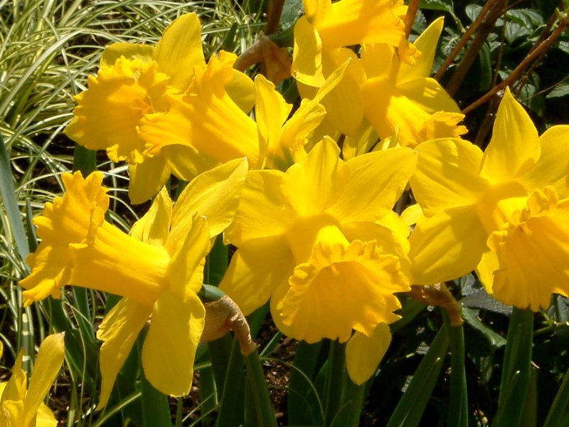 Trumpet daffodils