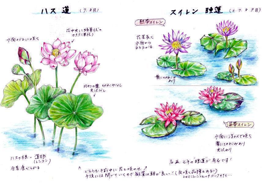 熱帯睡蓮 ニンファエア イミュタビリス Nympheae Immutabilis かぎけん花図鑑