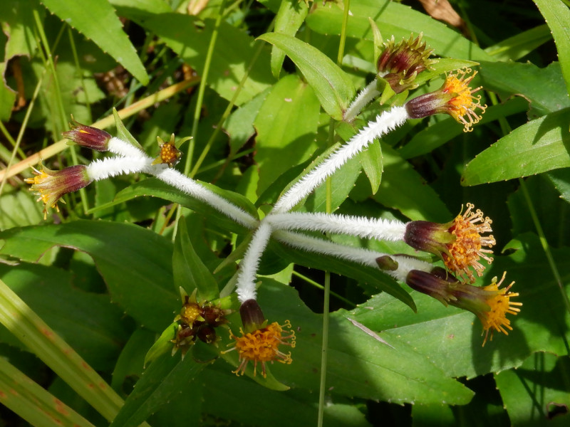 Arnica mallatopus