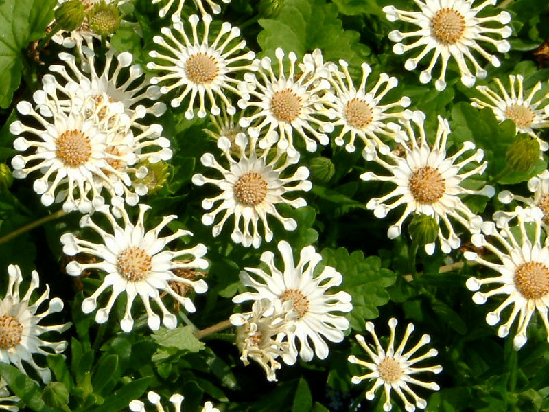 Osteospermum Cape Daisy