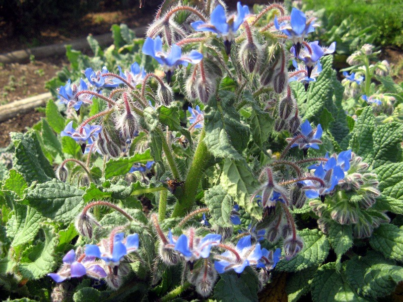 5月21日の誕生花 ルリジサ Borage デルフィニウム ピンク 科技研花图画书