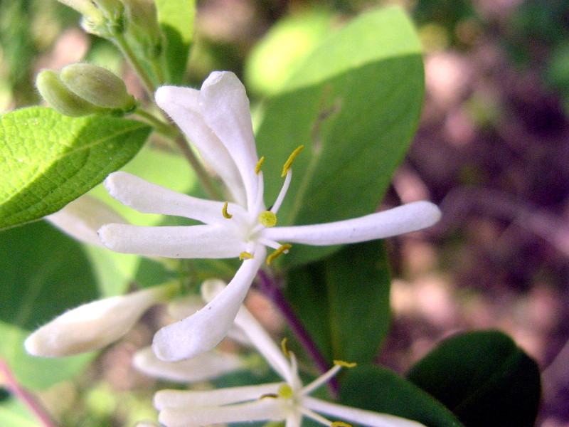 Lonicera morrowii