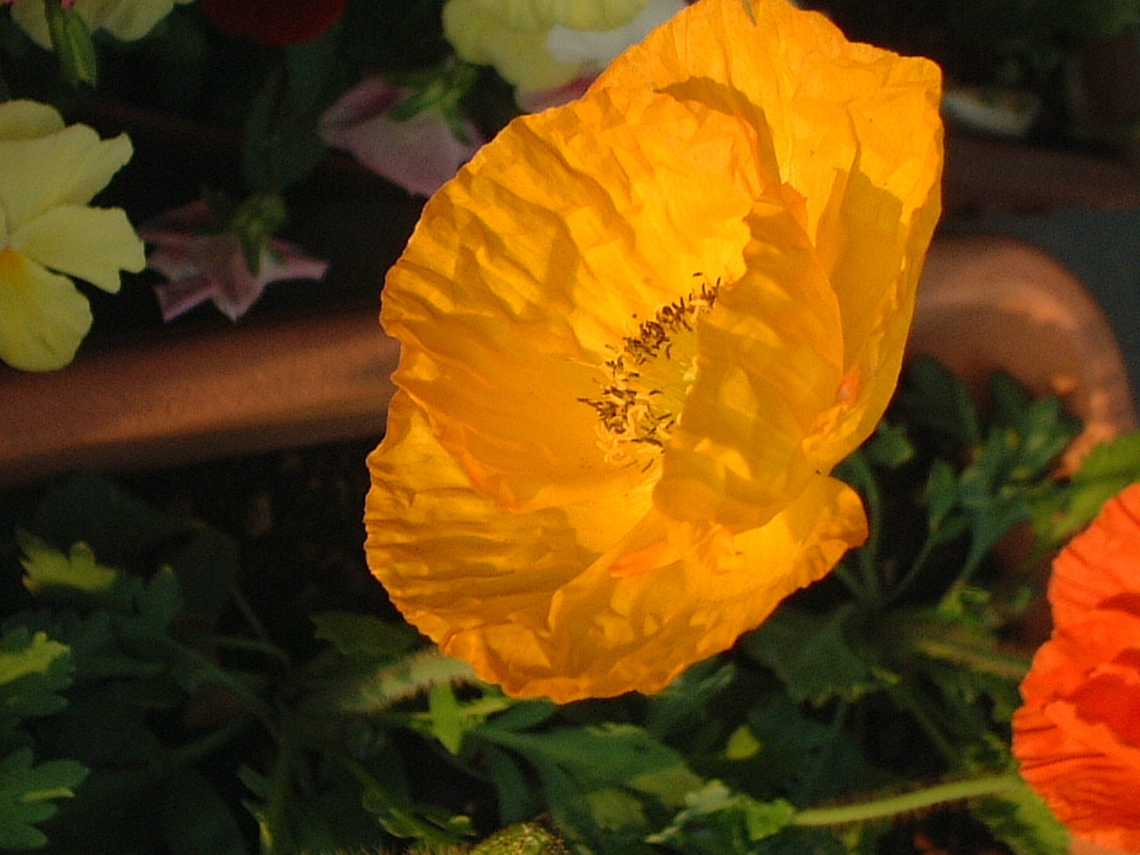 アイスランドポピー Papaver Nudicaule かぎけん花図鑑