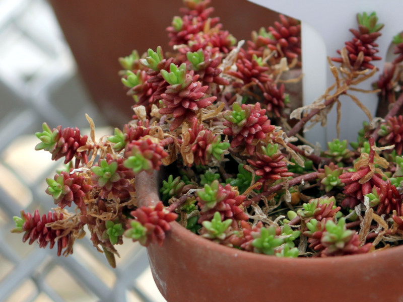 Sedum japonicum