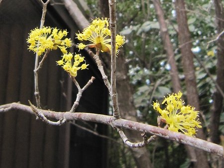 Cornelian cherries