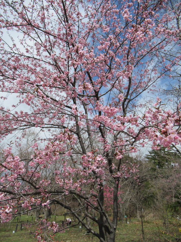 Shuzenji kanzakura