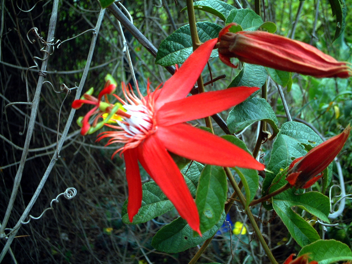 Passiflora coccinea 