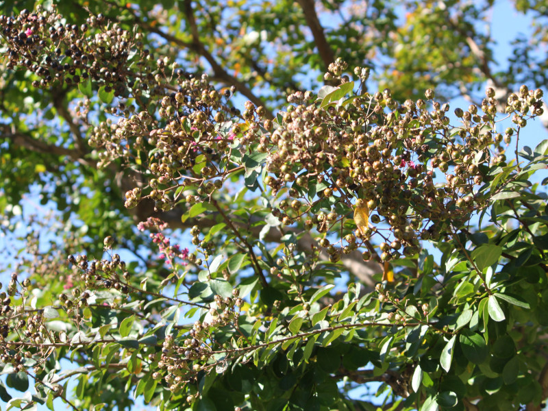 サルスベリ Lagerstroemia Indica かぎけん花図鑑