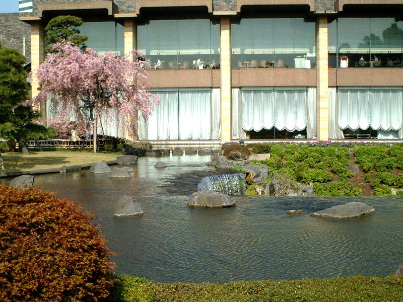 Weeping cherry