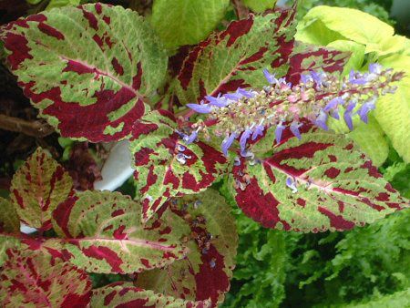 Coleus