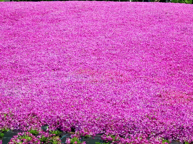 Moss phlox 