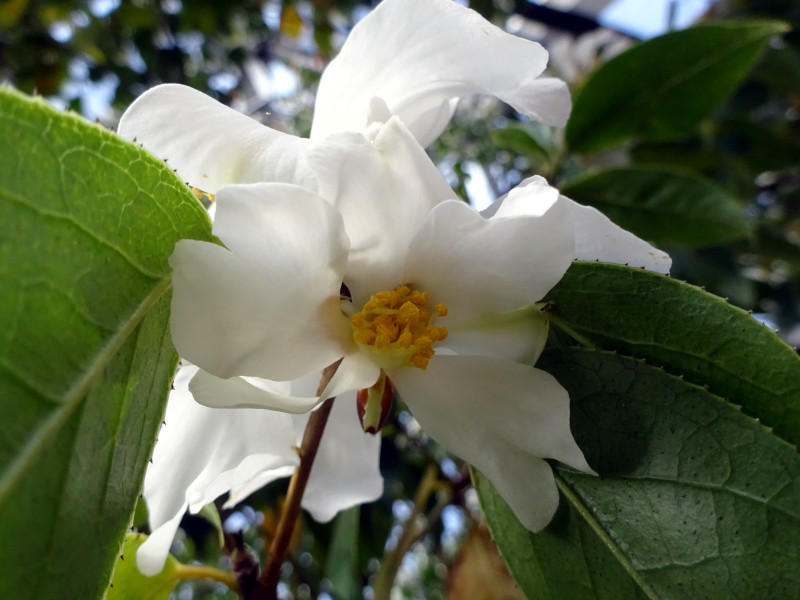 山茶花 '攸県油茶'