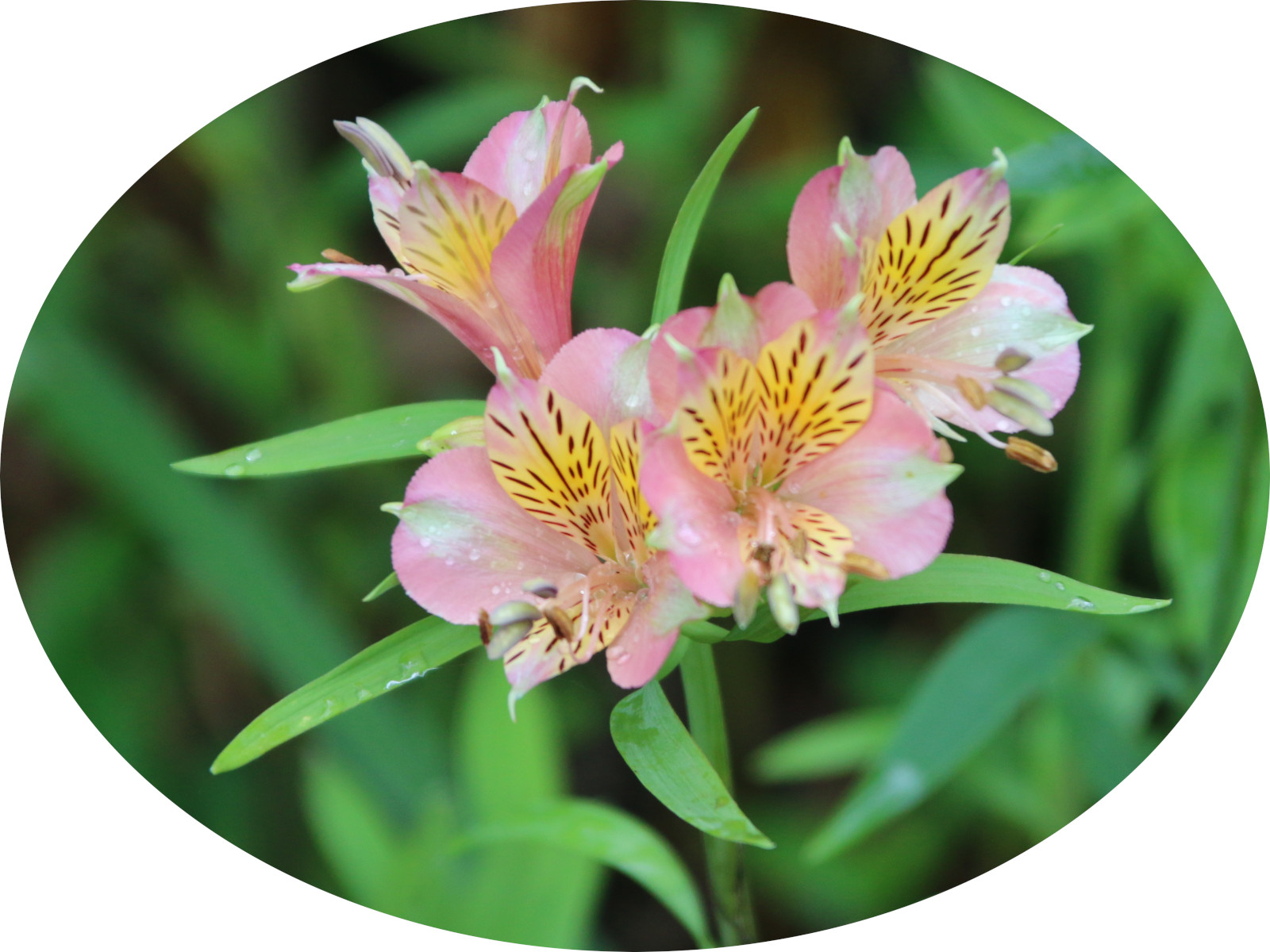 六出花 Alstroemeria 科技研花图画书