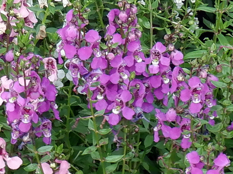 Angelonia