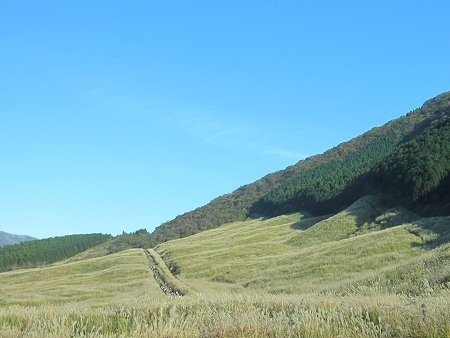 Miscanthus sinensis