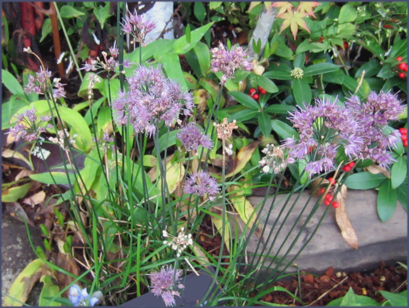 Allium thunbergii