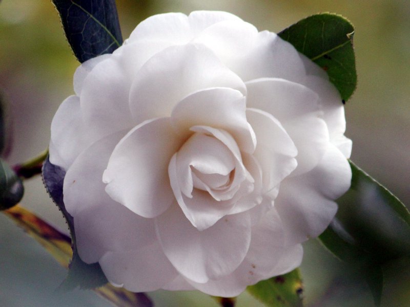 Camellia Alba Plena