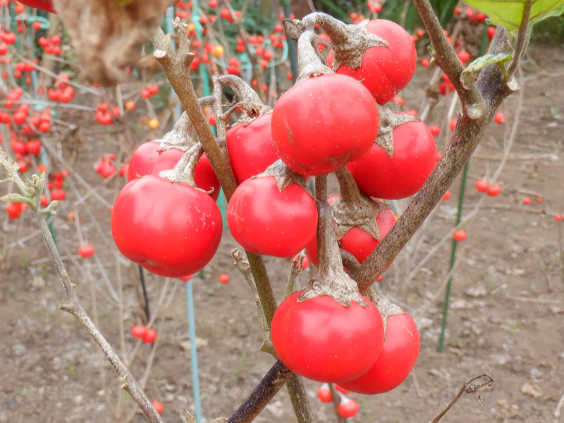 紅茄