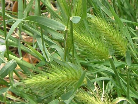 Hordeum murinum