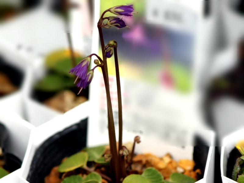 高山雪铃花 Soldanella Alpine 科技研花图画书