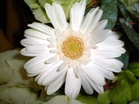 Gerbera