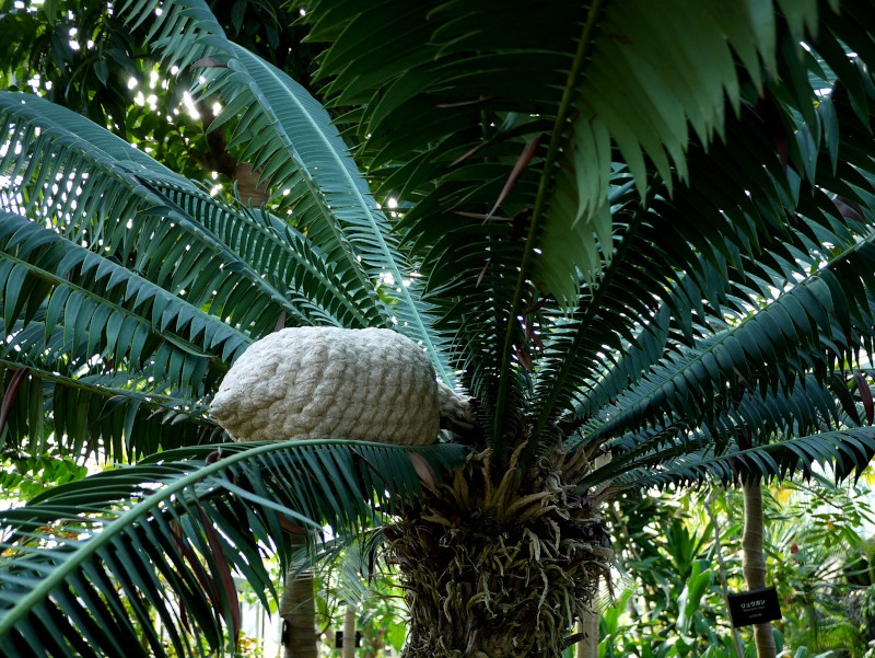 モルッカソテツ Dioon Spinulosum かぎけん花図鑑