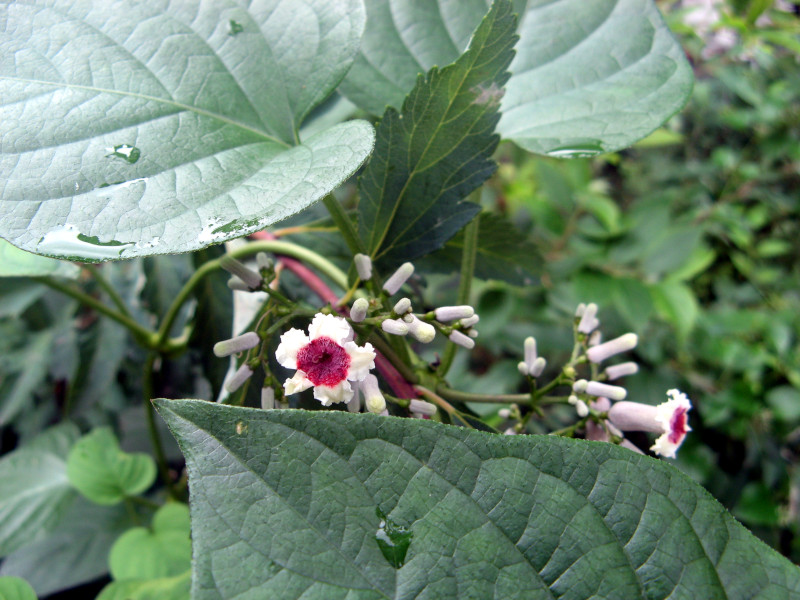 Paederia foetida 