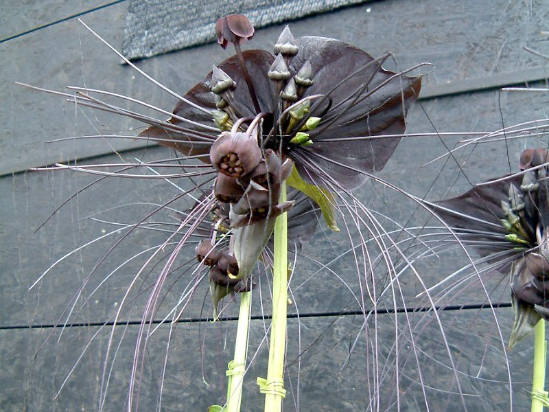 Black bat flower