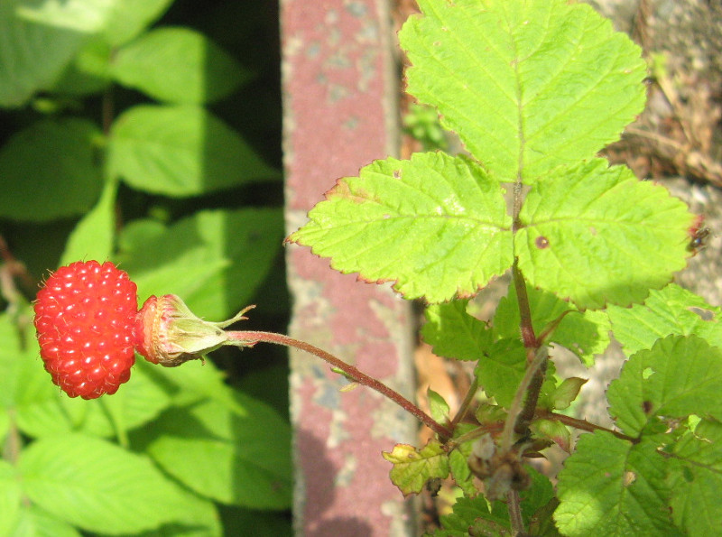 Rubus hisutus