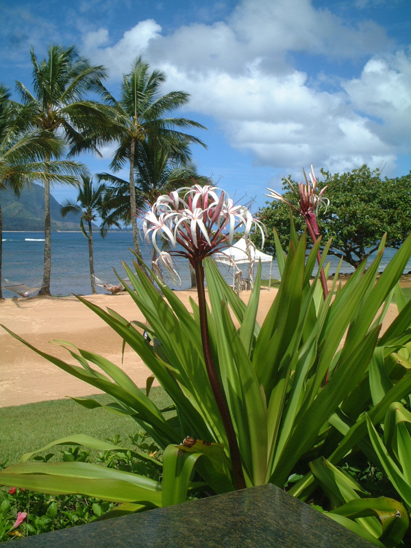 Crinum asiaticum