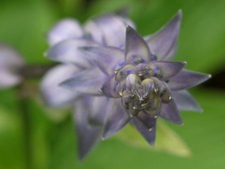 Hosta sieboldii