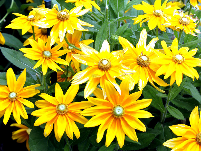 ルドベキア Rudbeckia かぎけん花図鑑