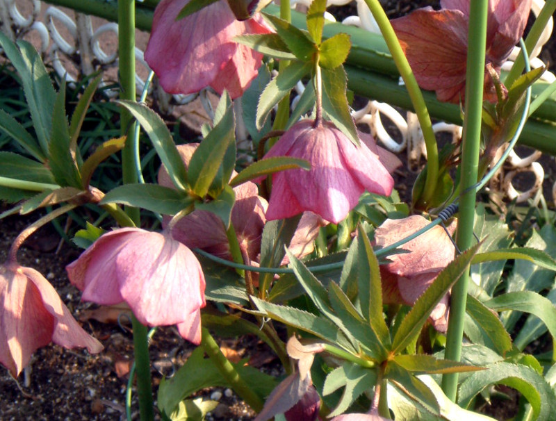 Helleborus orientalis