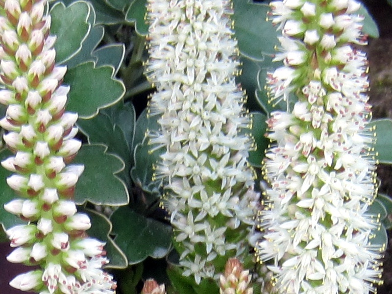 Orostachys japonica