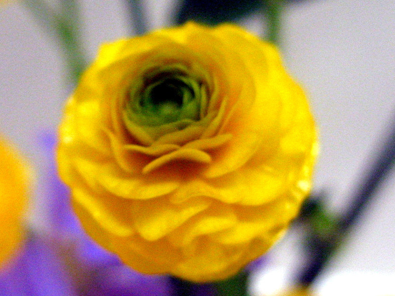 ラナンキュラス ゴールドコイン Ranunculus Repens Cv Gold Coin かぎけん花図鑑