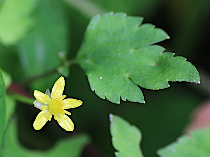 キツネノボタン | Ranunculus silerifolius | かぎけん花図鑑
