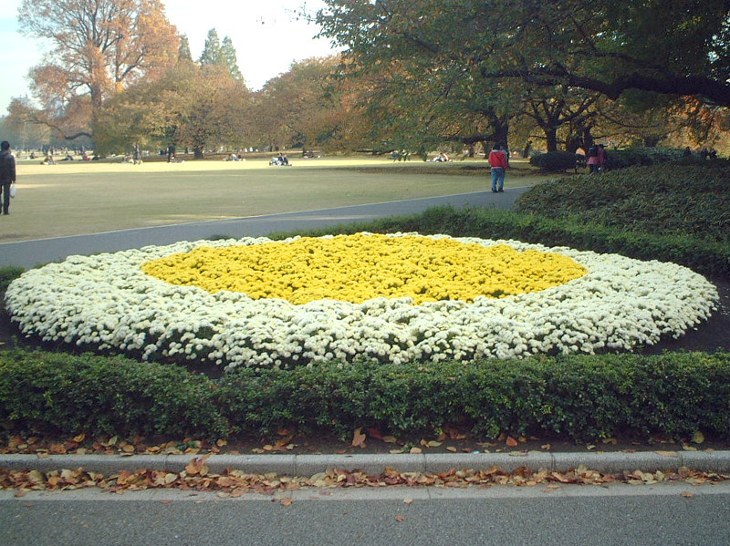 Chrysanthemum morifolium