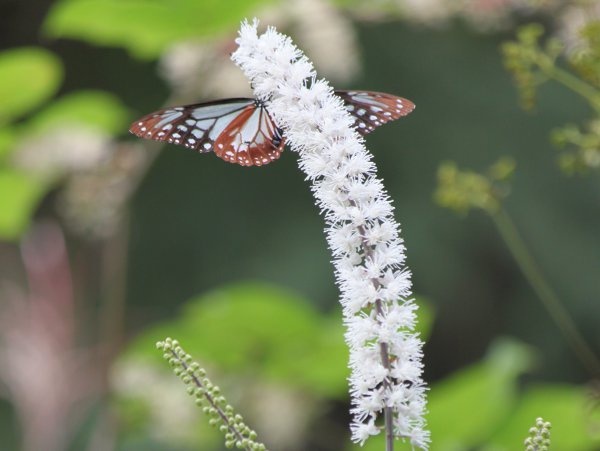 Cimicifuga simplex