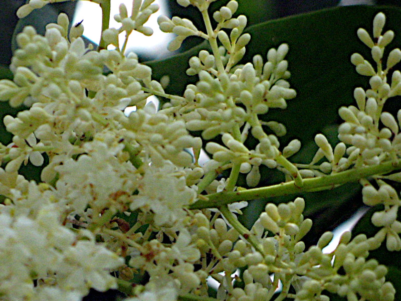 Syringa reticulata