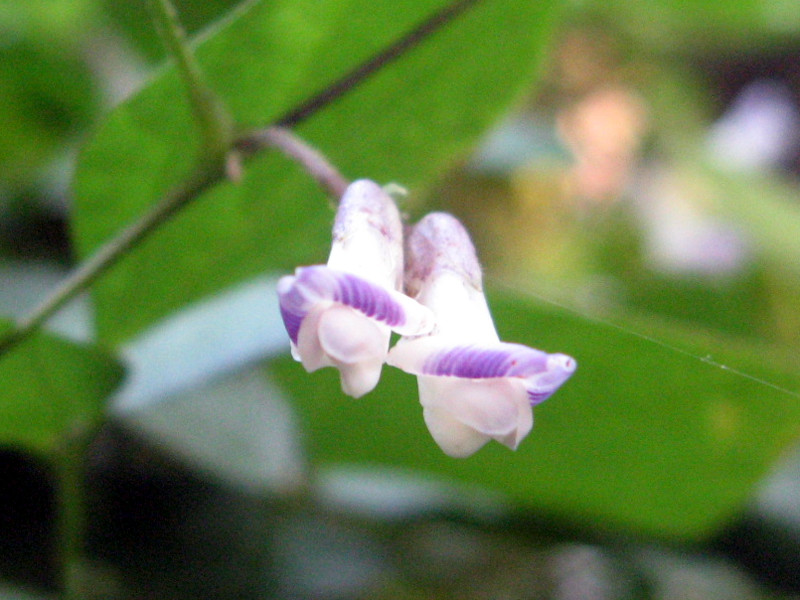 Chinese hog-peanut