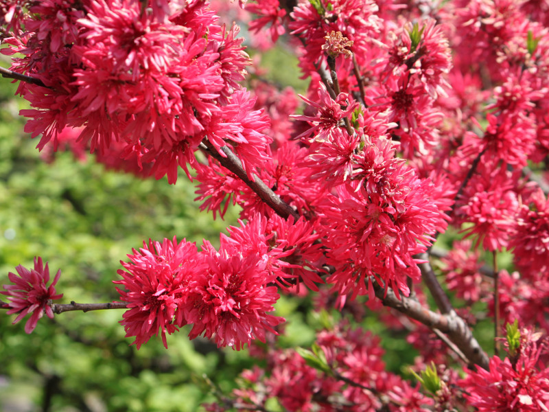 菊花桃