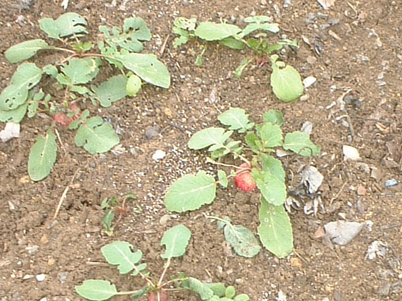 Radish