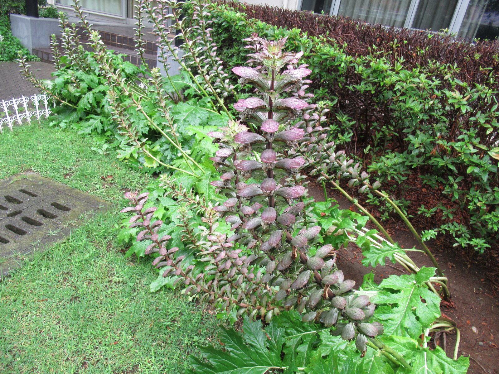 アカンサス Acanthus Mollis かぎけん花図鑑