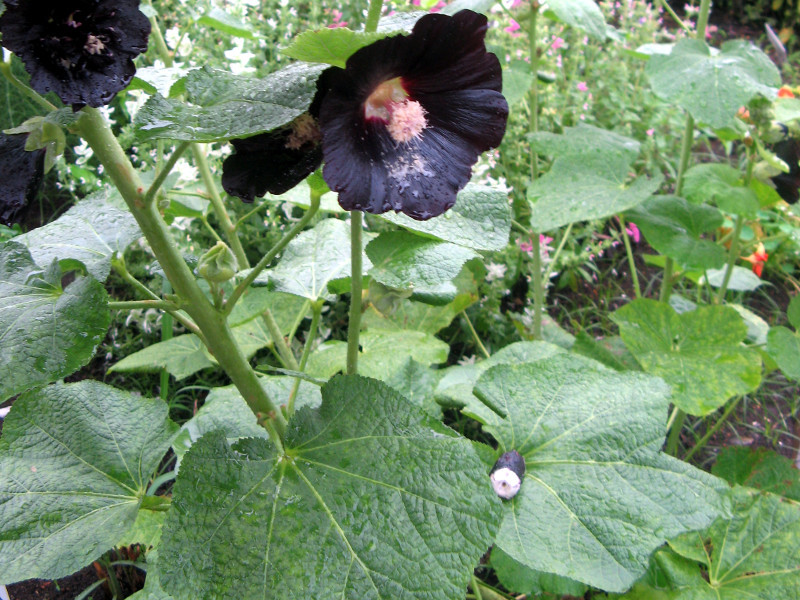 ブラックマロウ Althaea Rosea Var Nigra かぎけん花図鑑