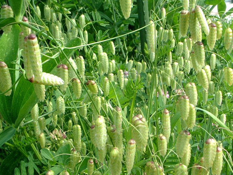 コバンソウ Briza Maxima かぎけん花図鑑