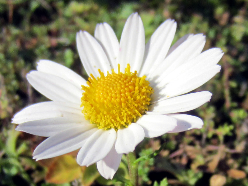 Zawadsky's chrysanthemum