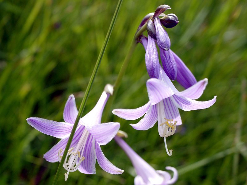 蓝粉玉簪 Hosta Sieboldii 科技研花图画书