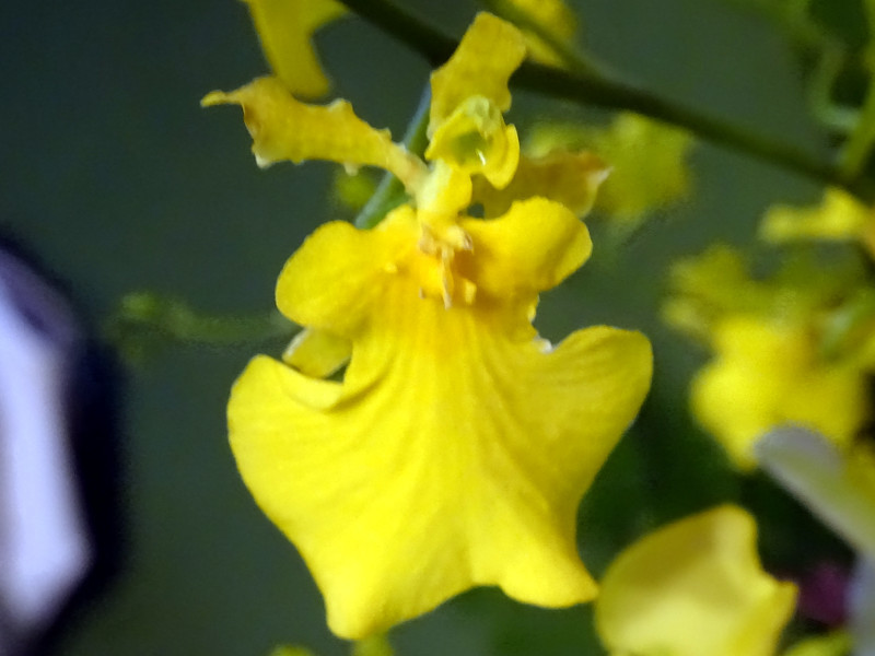 オンシジューム Oncidium Hybrids かぎけん花図鑑